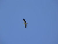 White Stork in flight, Somme estuary