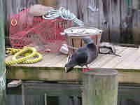 Piegon on Pylon