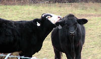 Saturday Night Bath - cows