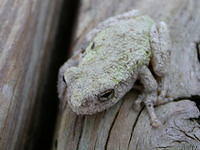 Tree Frog