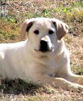 White Puppy