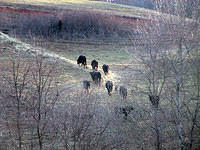 Winter Feeding