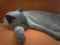 one of my cats - this one is Aquiles