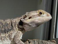 bearded-dragon-closeup-05