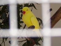 bird in jail