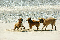 dogs playing in the sand