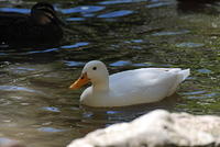 White Pekin Duck