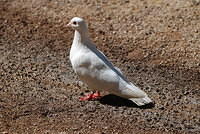 Dove