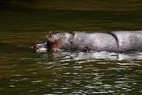 Hippopotamus swimming