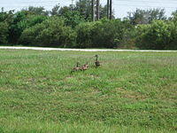 Duck family.