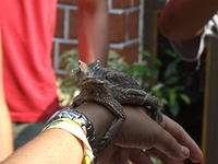 Horned Lizard