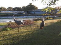 Sand hill cranes.