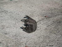Sunbathing cat.