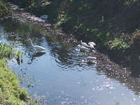 Some water fowl in a gully.