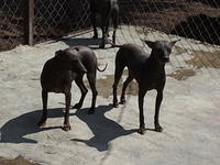 Mexican Hairless Dogs