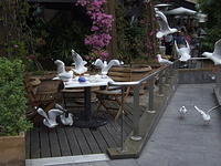 Seagulls, Darling Harbour, Sydney, Australia