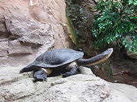 Terrapin, Aquarium of New Zealand, Napier