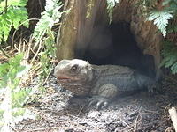 Tuatara, Aquarium of New Zealand, Napier