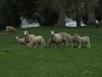 Sheep, Hawkes Bay, New Zealand