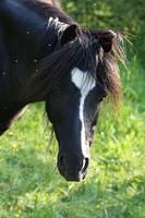 black horse head with white stripe