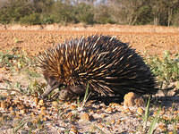 Short-beaked Echidna (Zaglossus)