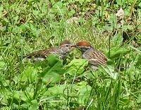 feeding_birds