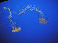 jellies_dancing_1