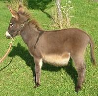 donkey left cropped