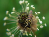 Hoverfly and Ribwort Plantain Plantago lanceolata