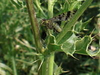 Insect Scorpion fly on a thistle