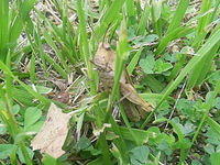 Brown Grasshopper