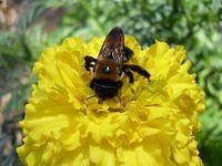 Bumble Bee on Yellow Flower