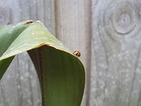 ladybug on plant leaf