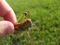 Grasshopper in Hand