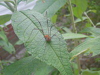 Harvestman