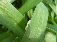 Inch Worm on Tiger Lily leaves