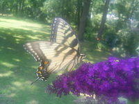 Male Eastern Tiger Swallowtail Butterfly