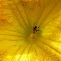 POLLINATING