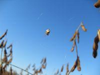Small spider in soybean field