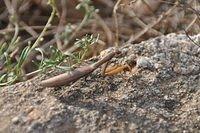 TT_DSC_6654