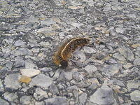 Tent Caterpillar - Crossing Road