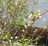 Yellow Jacket and Aphids on flowery white bush