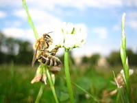 Wasp in grass