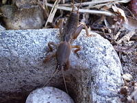 mole_cricket