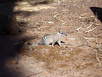 numbat_in_the_sun