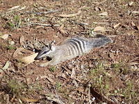 numbat_lying