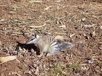 numbat_sitting