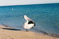 Pelican at Monkey Mia, Western Australia.