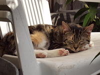 Kitten sleeping on white plastic chair