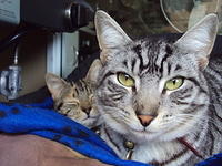 two cats on cushion up close